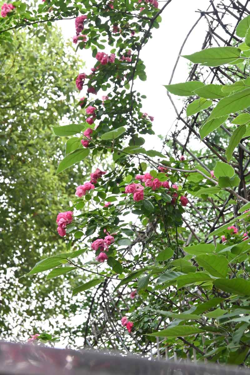 花 2