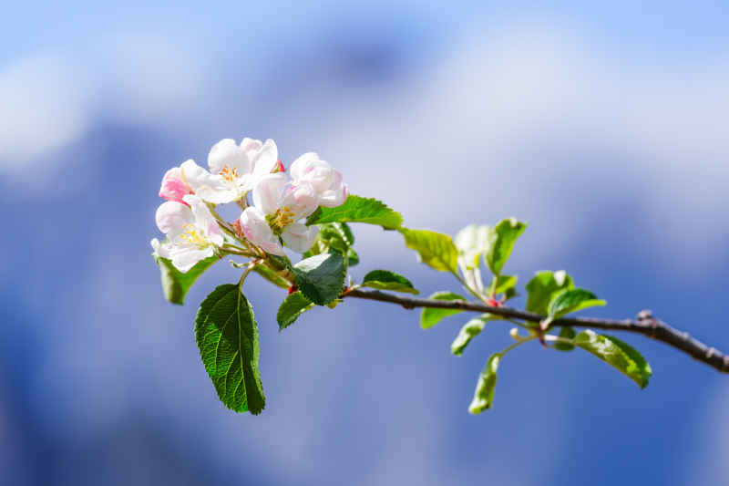 苹果花