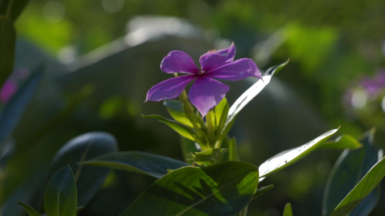 芫荽菠菜葱花辣椒 3