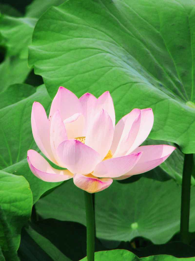 “水中君子”——荷花 13