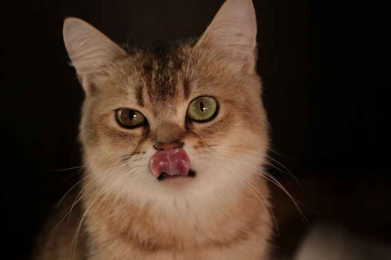 猫猫特写 7