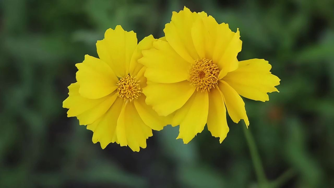 小黄花小菊花
