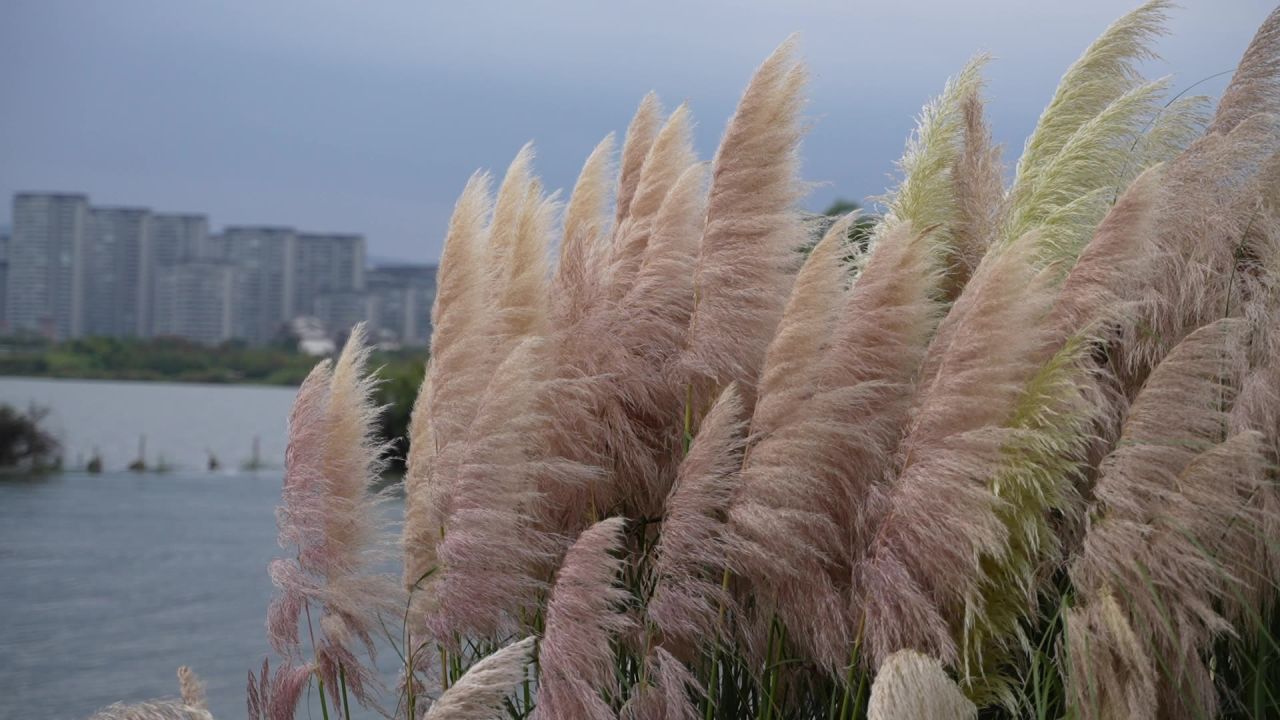 昆明草海湿地