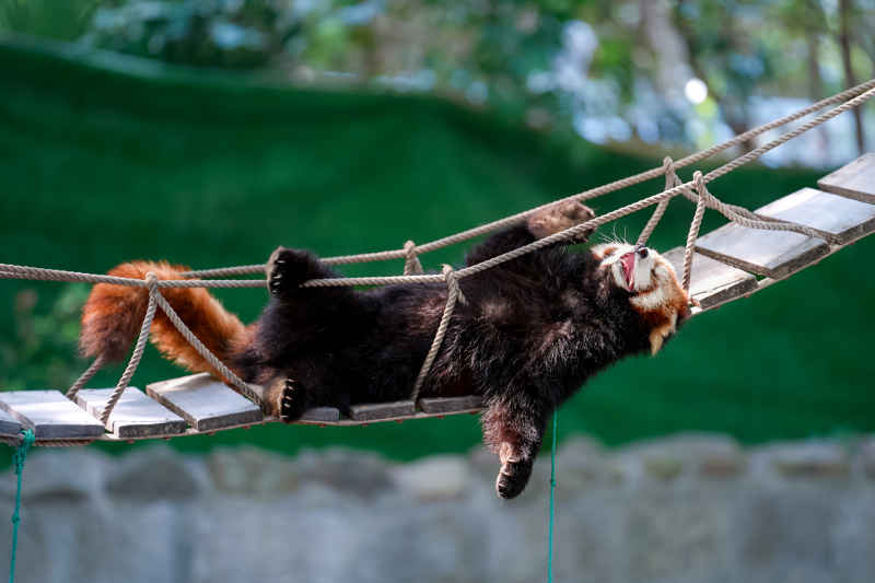 小熊猫
