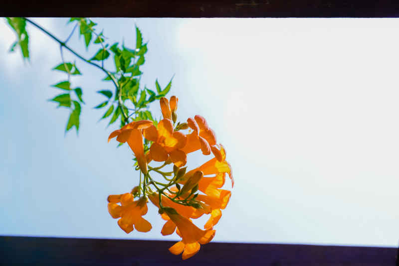 凌霄花 2