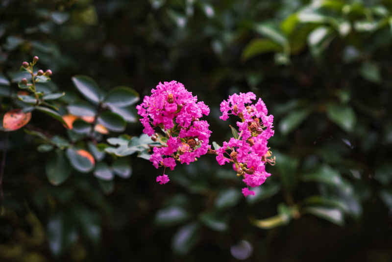 紫薇花 10