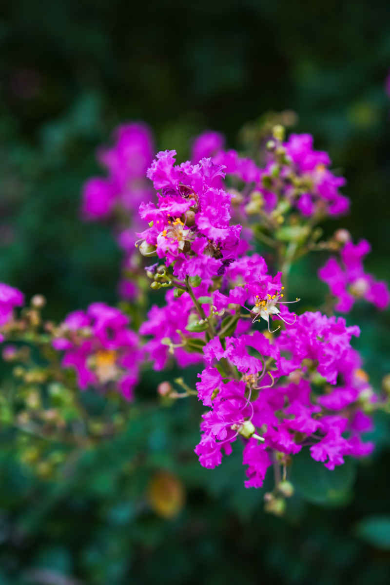 紫薇花 23