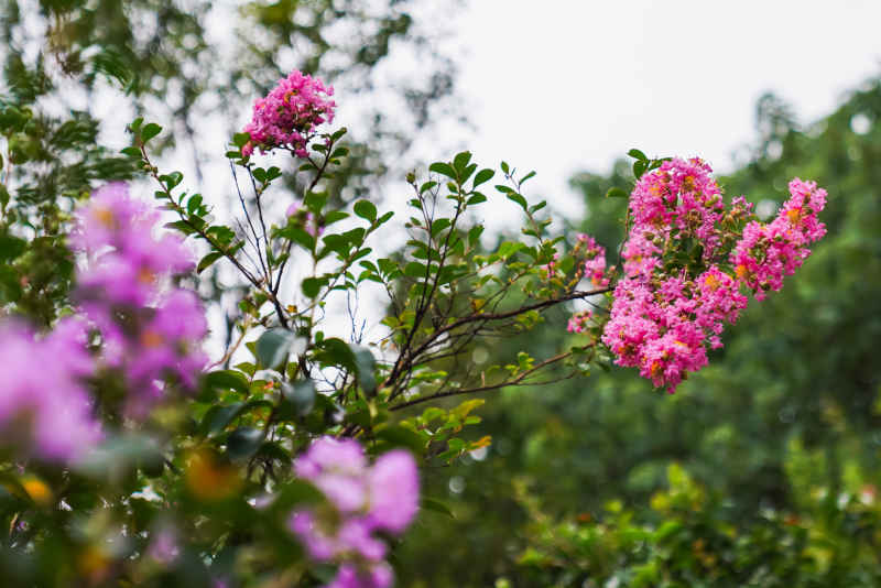 紫薇花 39