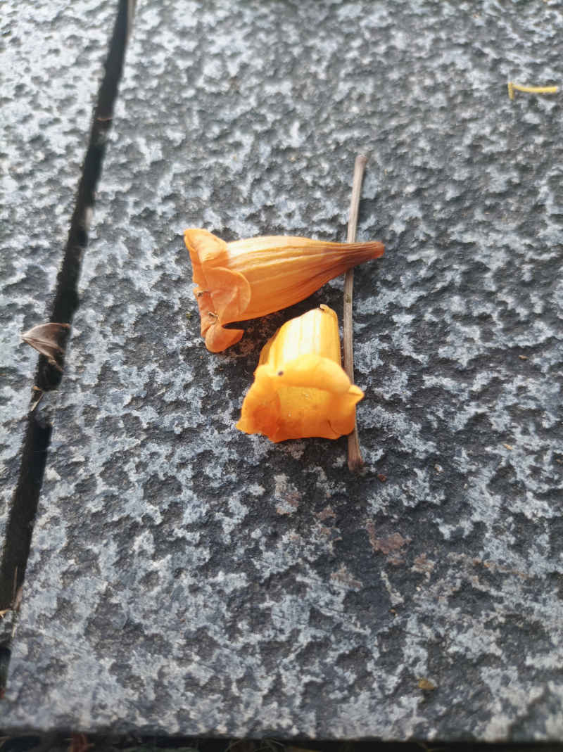 火烧花落花