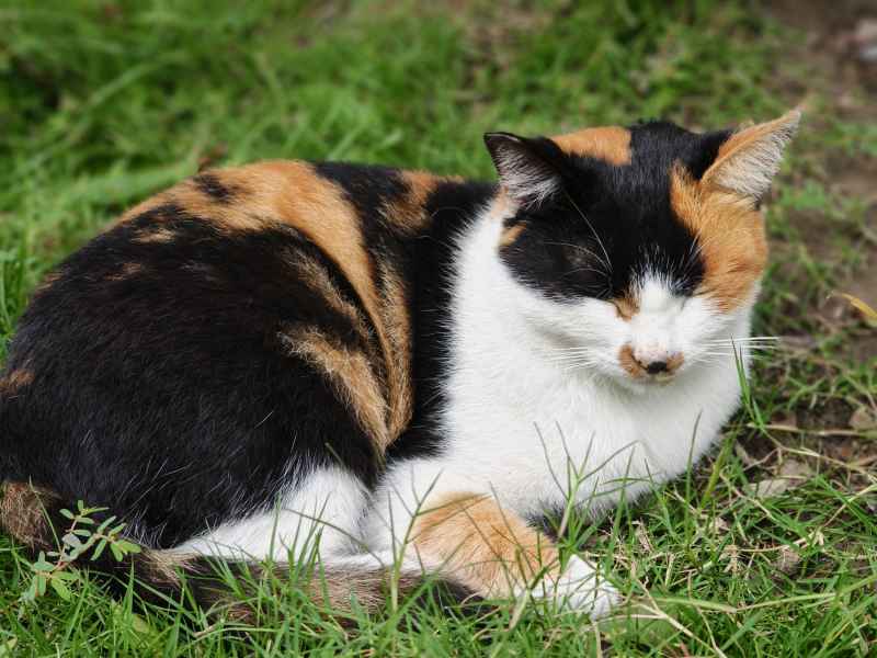 草丛中午睡的猫咪