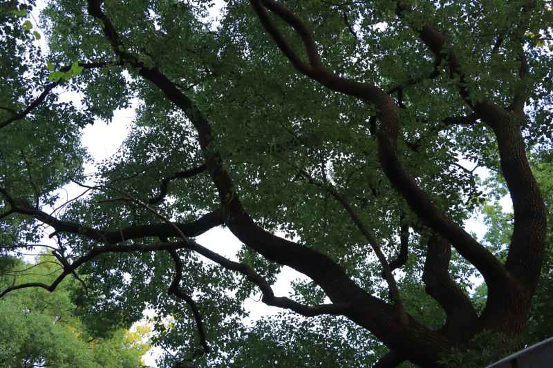 蜿蜒曲折的香樟树梢