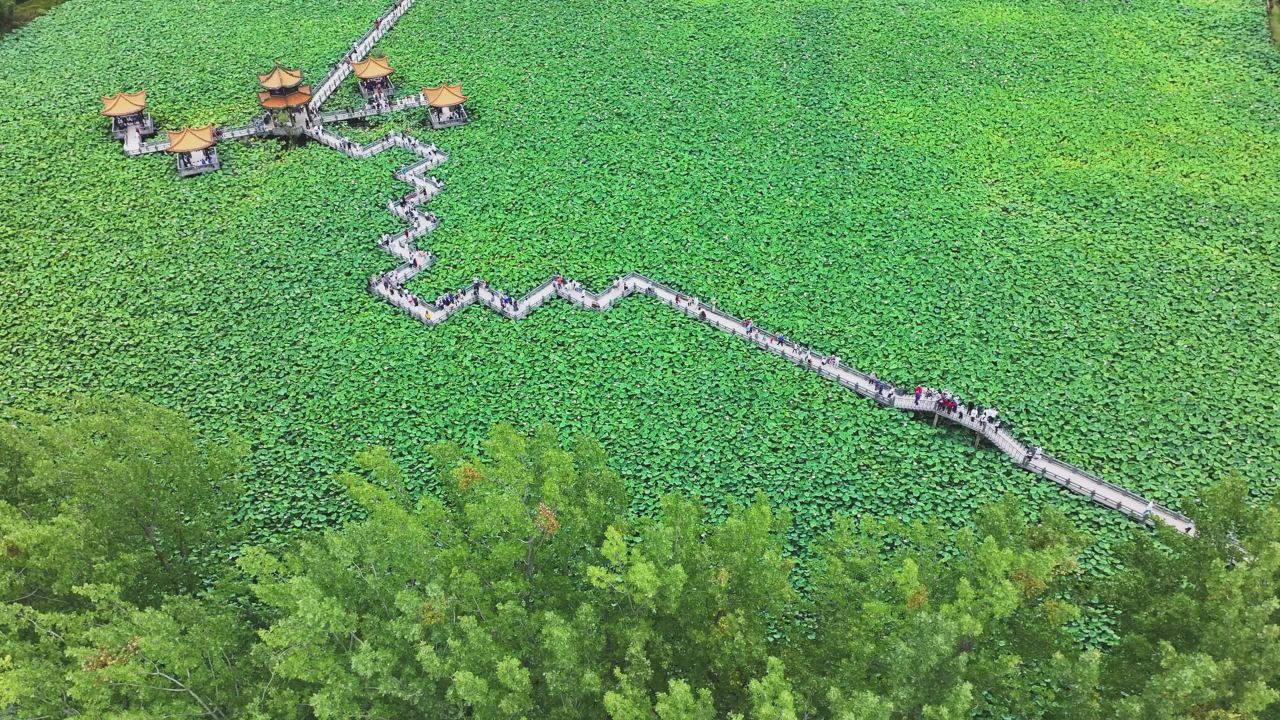 贵州安龙千亩荷塘荷花盛开市民游玩热闹旅行