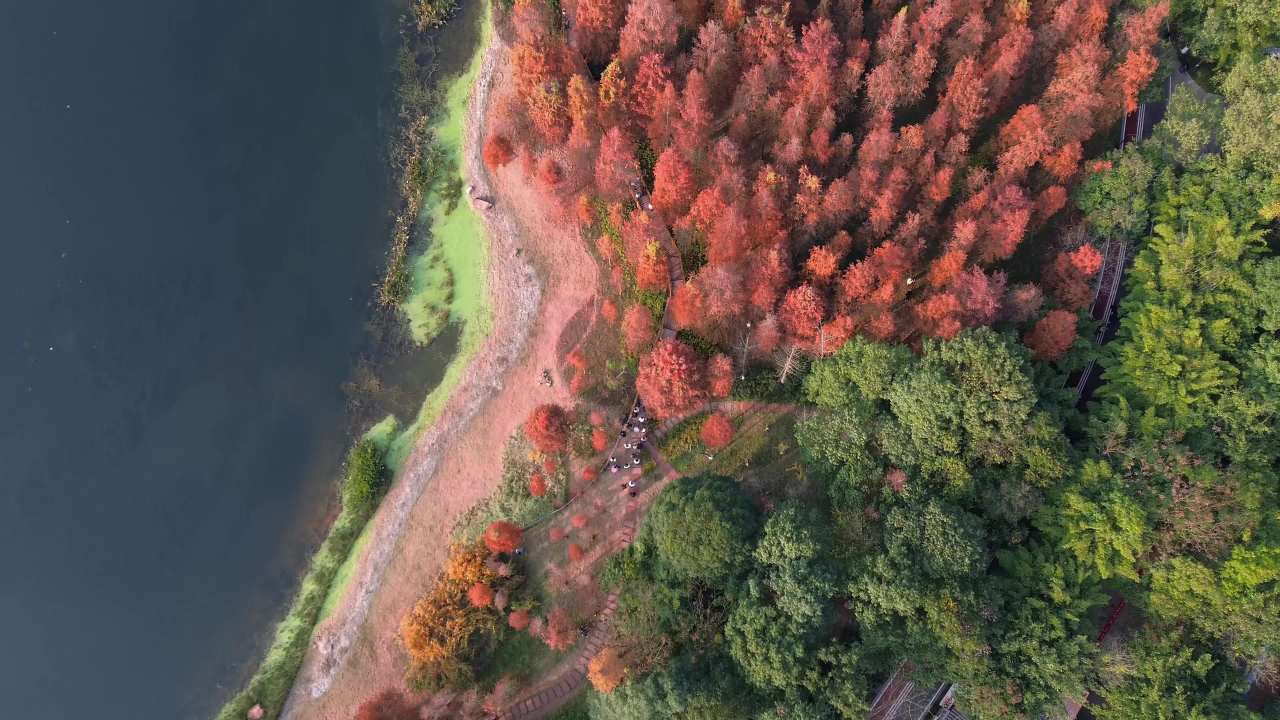 德阳市东湖山红杉林航拍 3