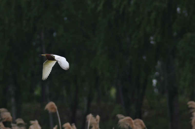 飞翔中的鸟