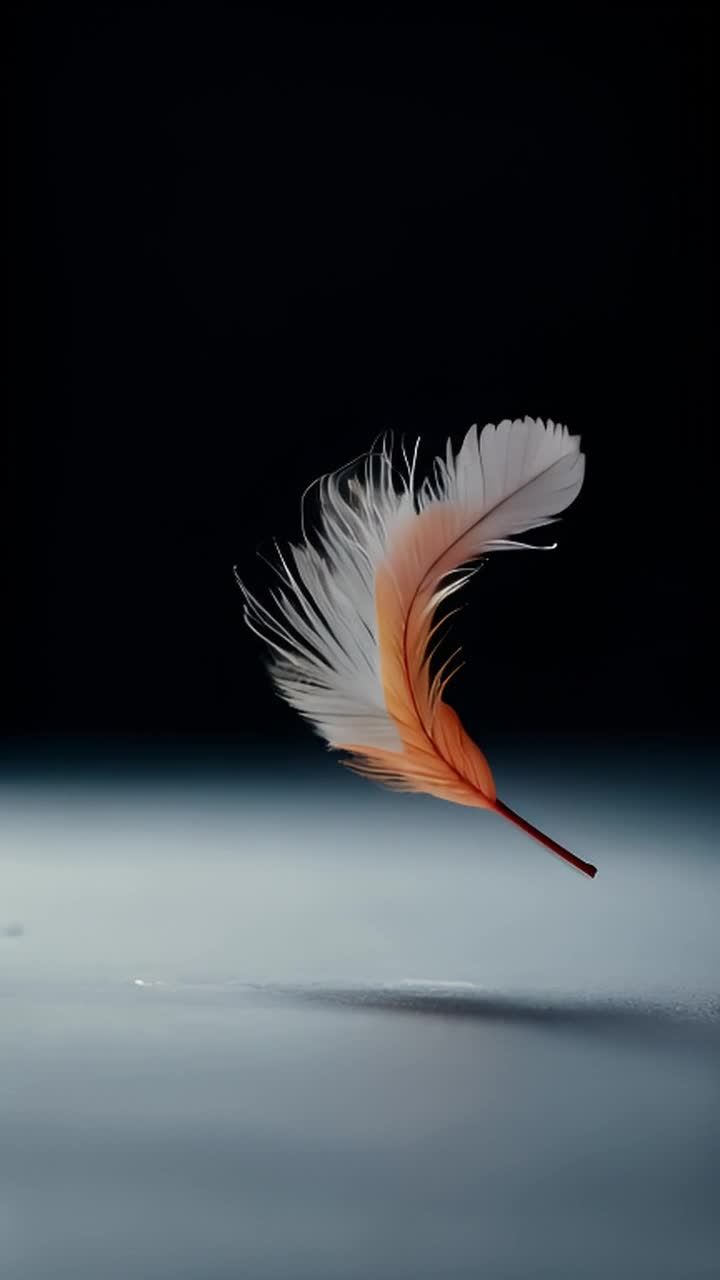 一个鸡毛漂浮在空中，羽毛上半部分是白色，下半部分是