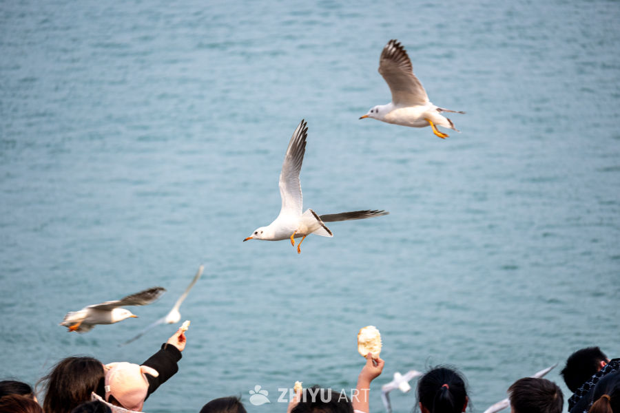 海边喂海鸥