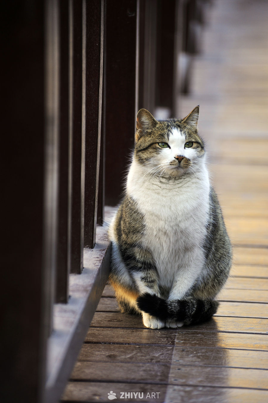 猫 2