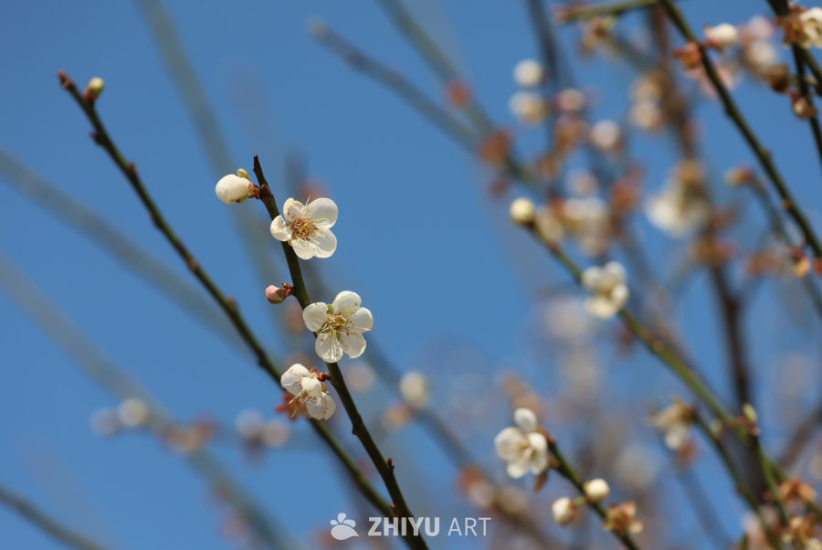 晴天梅花 3