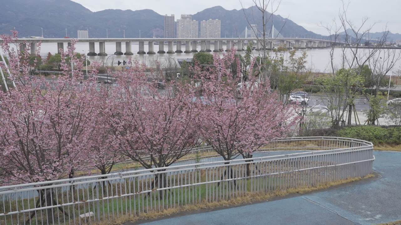 樱花下的城市风景