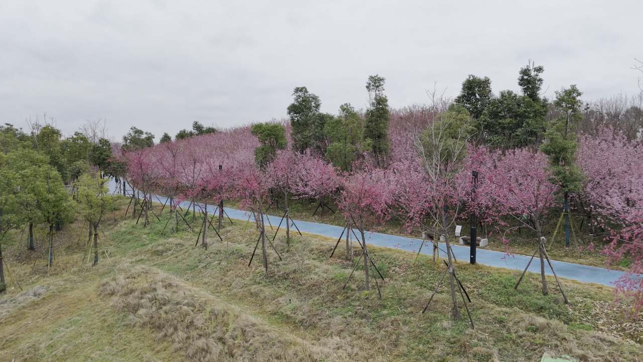 樱花大道