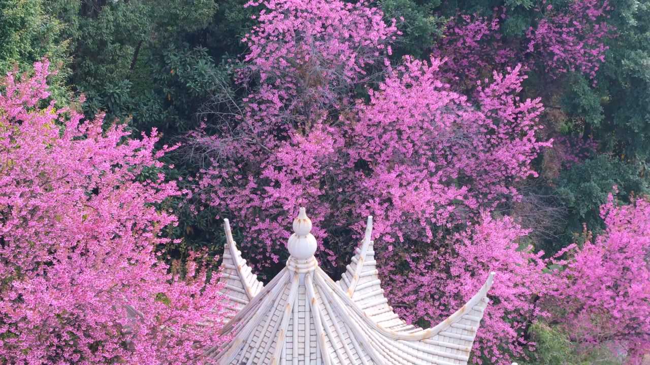 樱花古塔春日景
