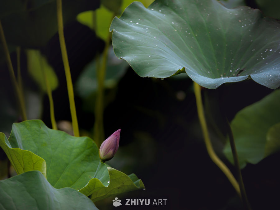 荷叶与花蕾