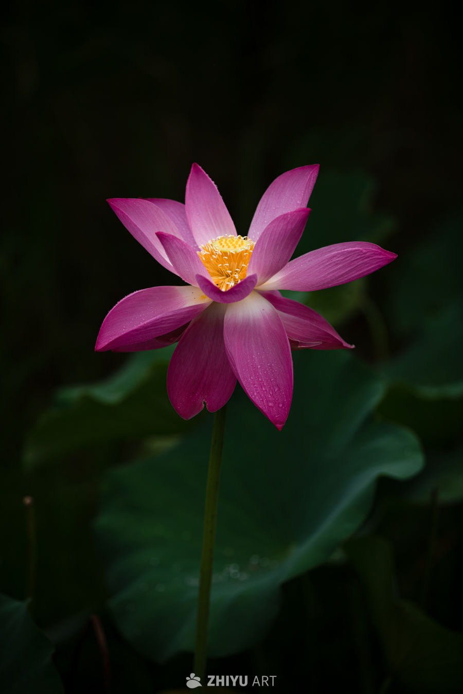 粉红莲花