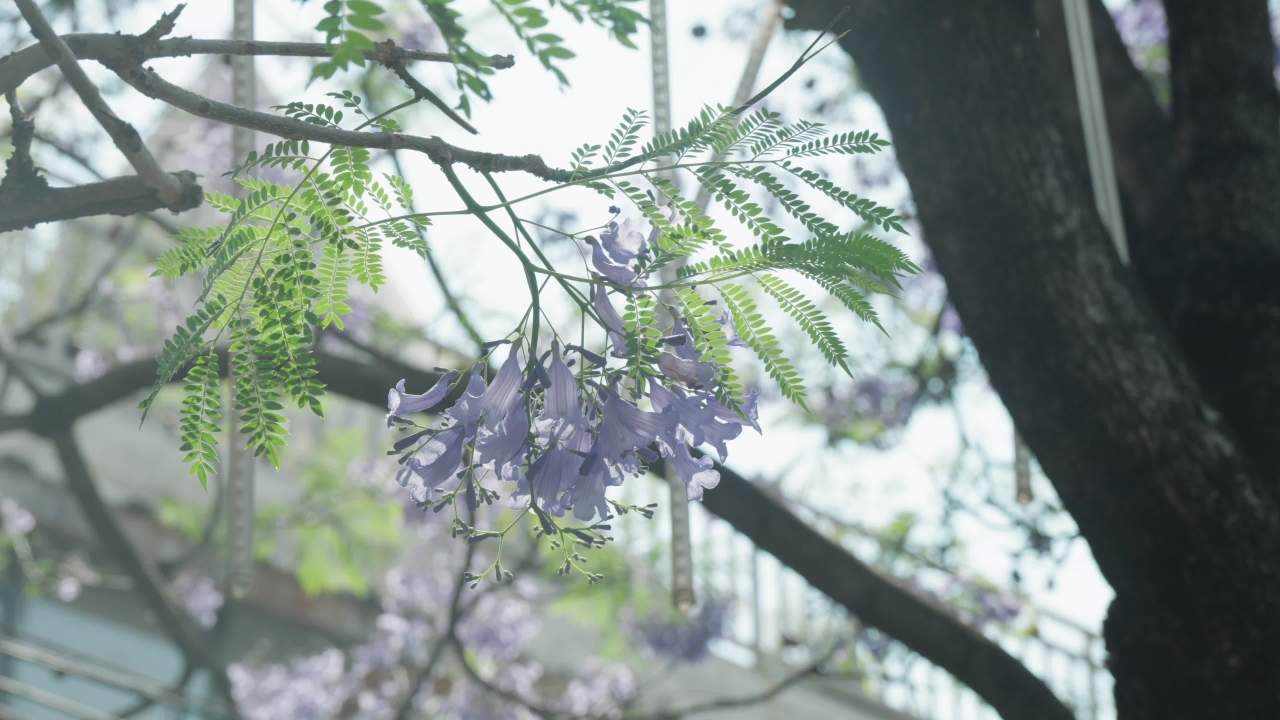 阳光下的花影