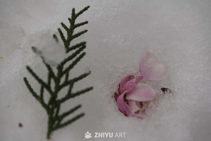 雪中遗落的花与枝