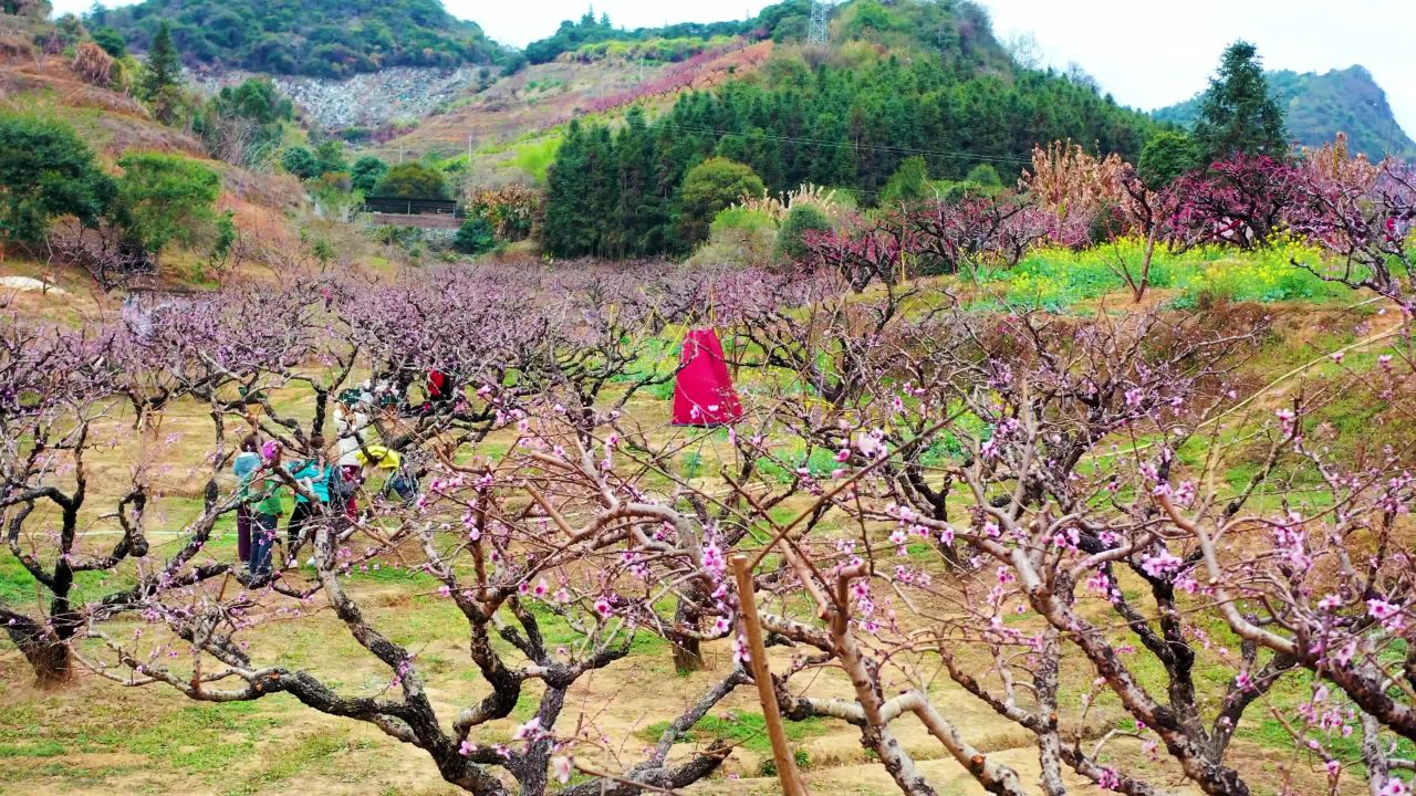 翁源李洞村桃花航拍一