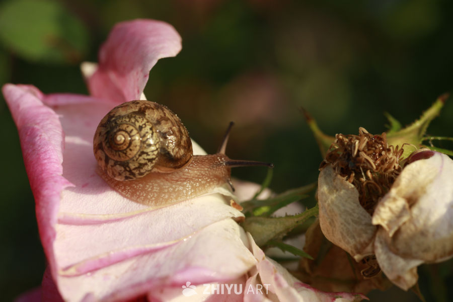 蜗牛与花