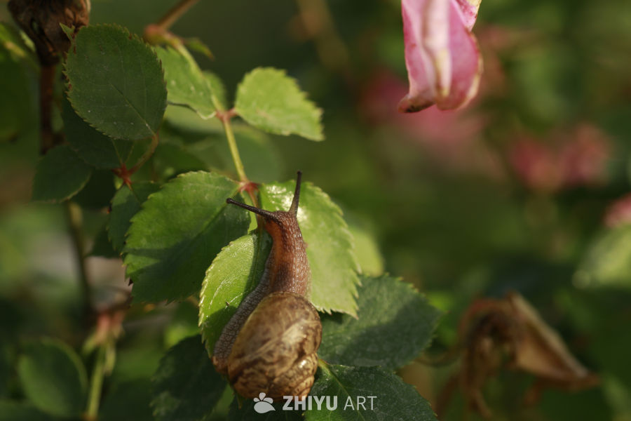 蜗牛与绿叶