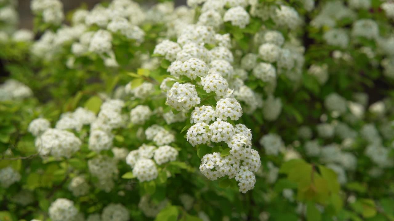 园林里的花花草草 15