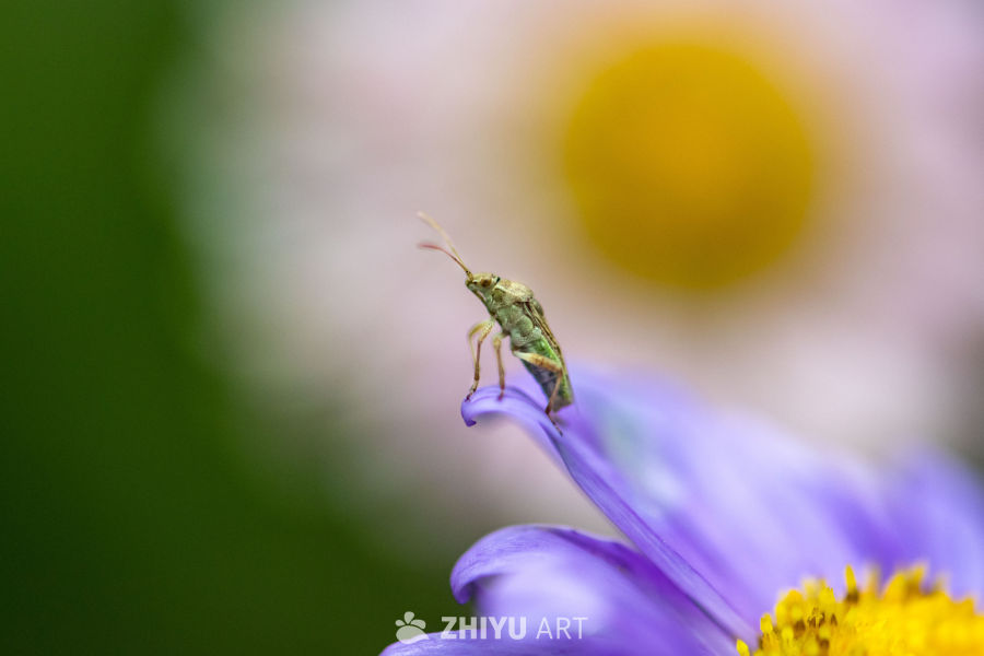 夏日小虫 6