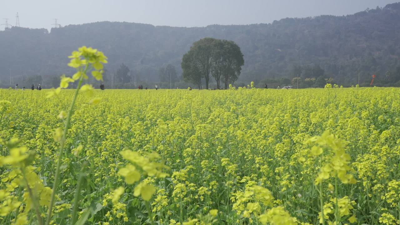 油菜花盛开 3
