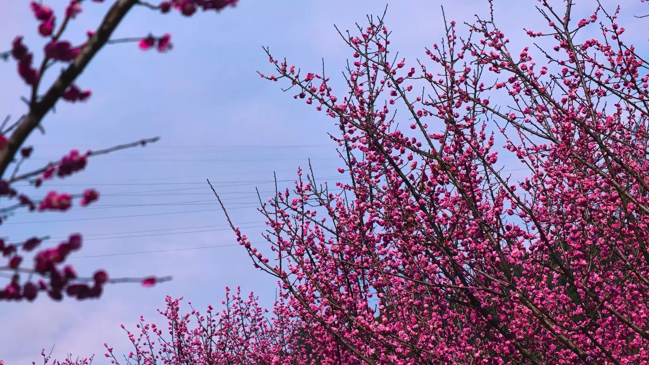 樱花盛开特写素材