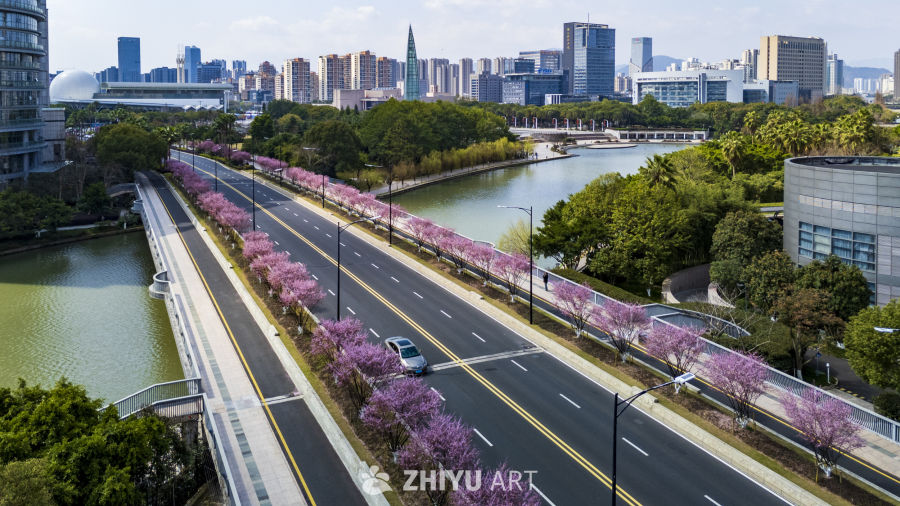 城市河畔的樱花大道