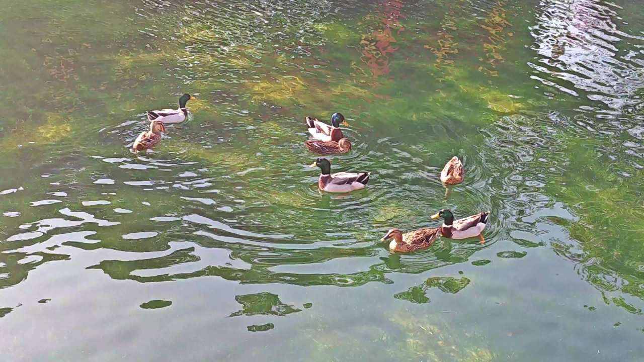 4K春江水暖鸭先知