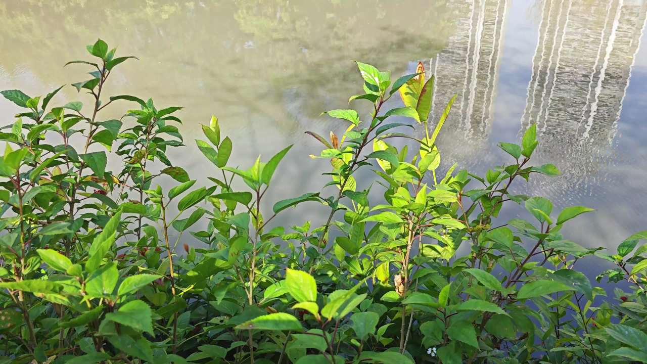 4K水边绿植 1