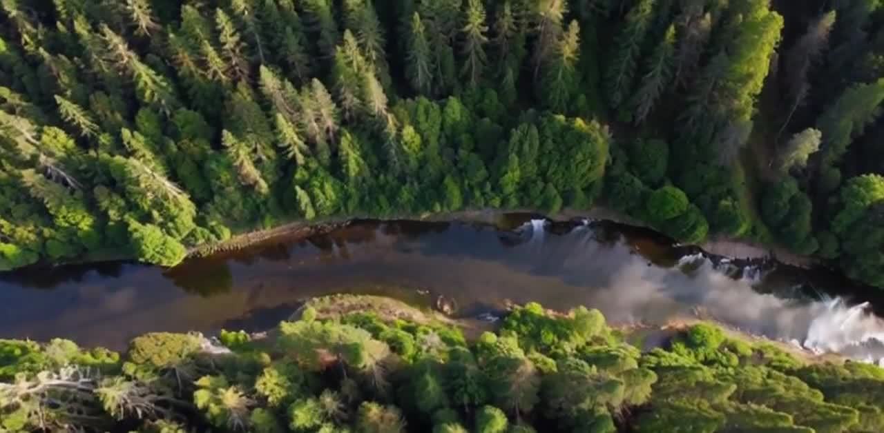 森林覆盖大地河流蜿蜒穿梭其间