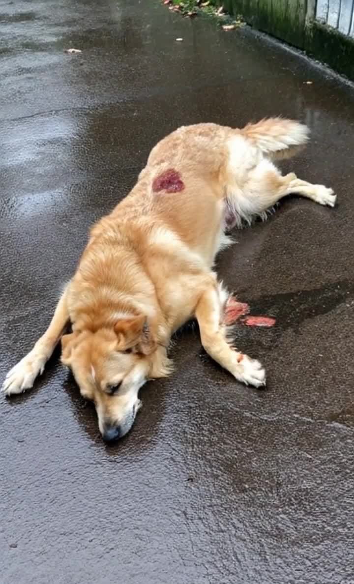 受伤的金毛犬躺在雨水地面上，毛发湿润有血迹。
