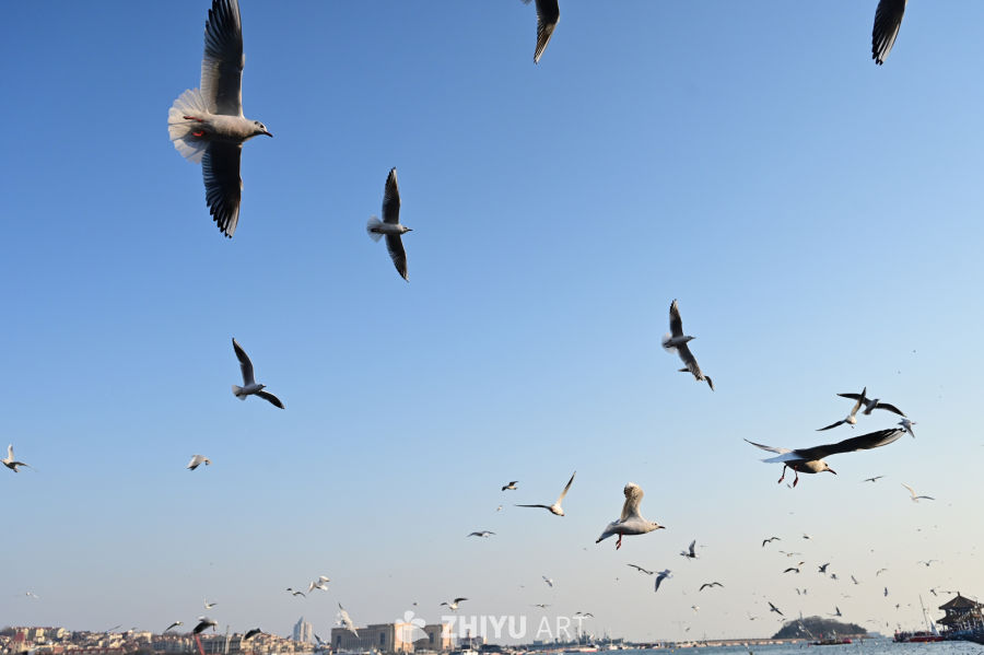 白色海鸥在蔚蓝大海自由飞翔 2