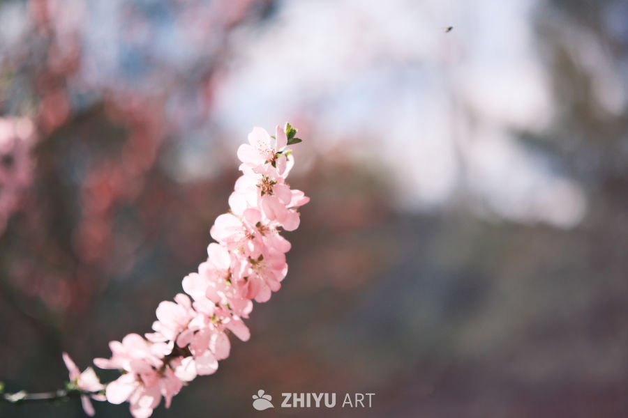 春天 3