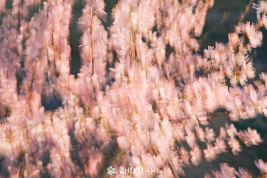 春天 22