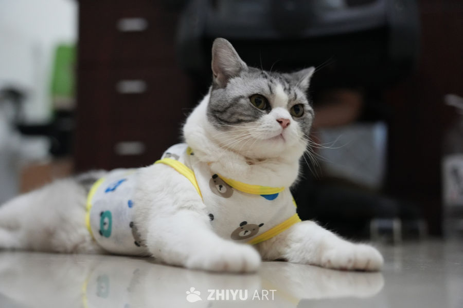 猫咪 51