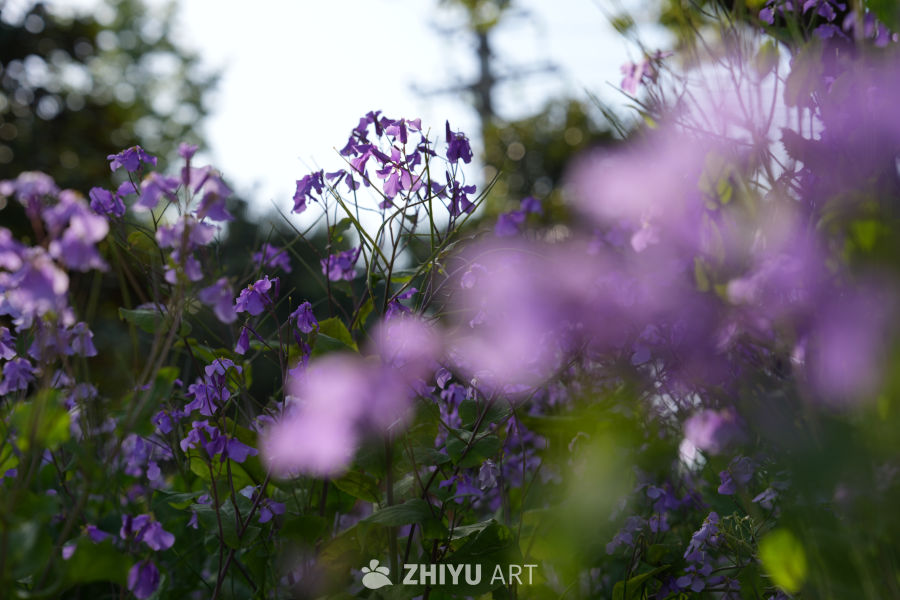 春日紫花