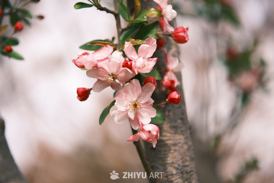 春天海棠花 16