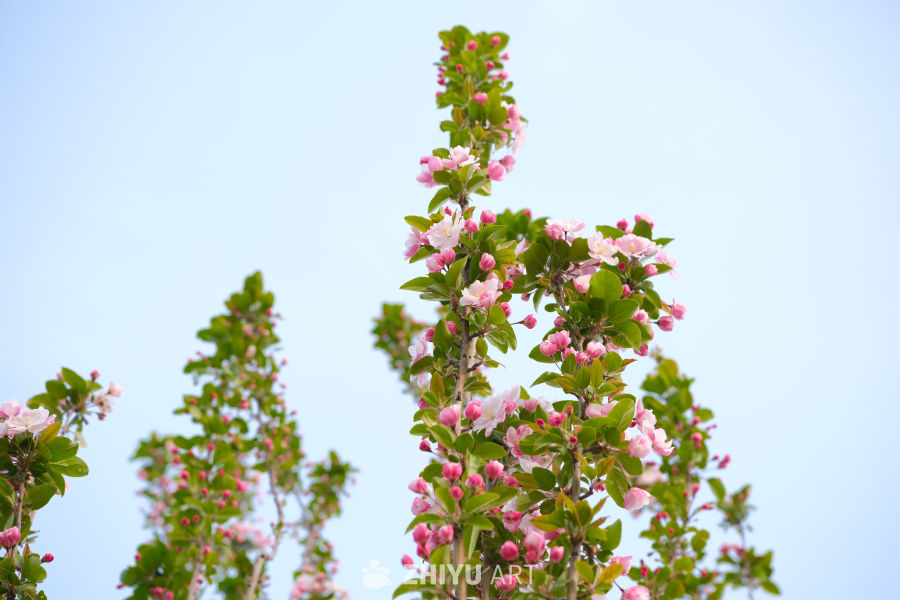 春天海棠花 40