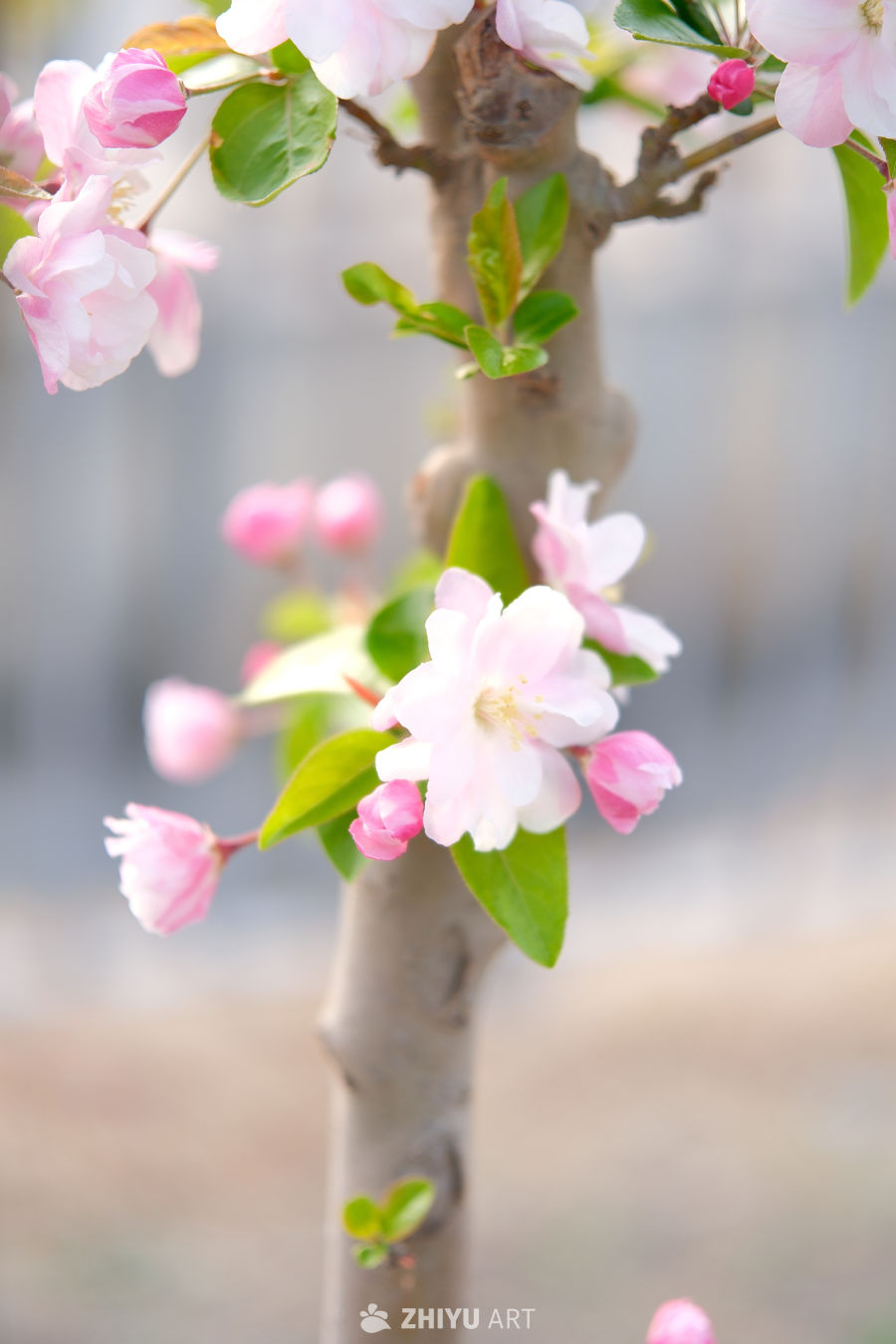 春天海棠花 56