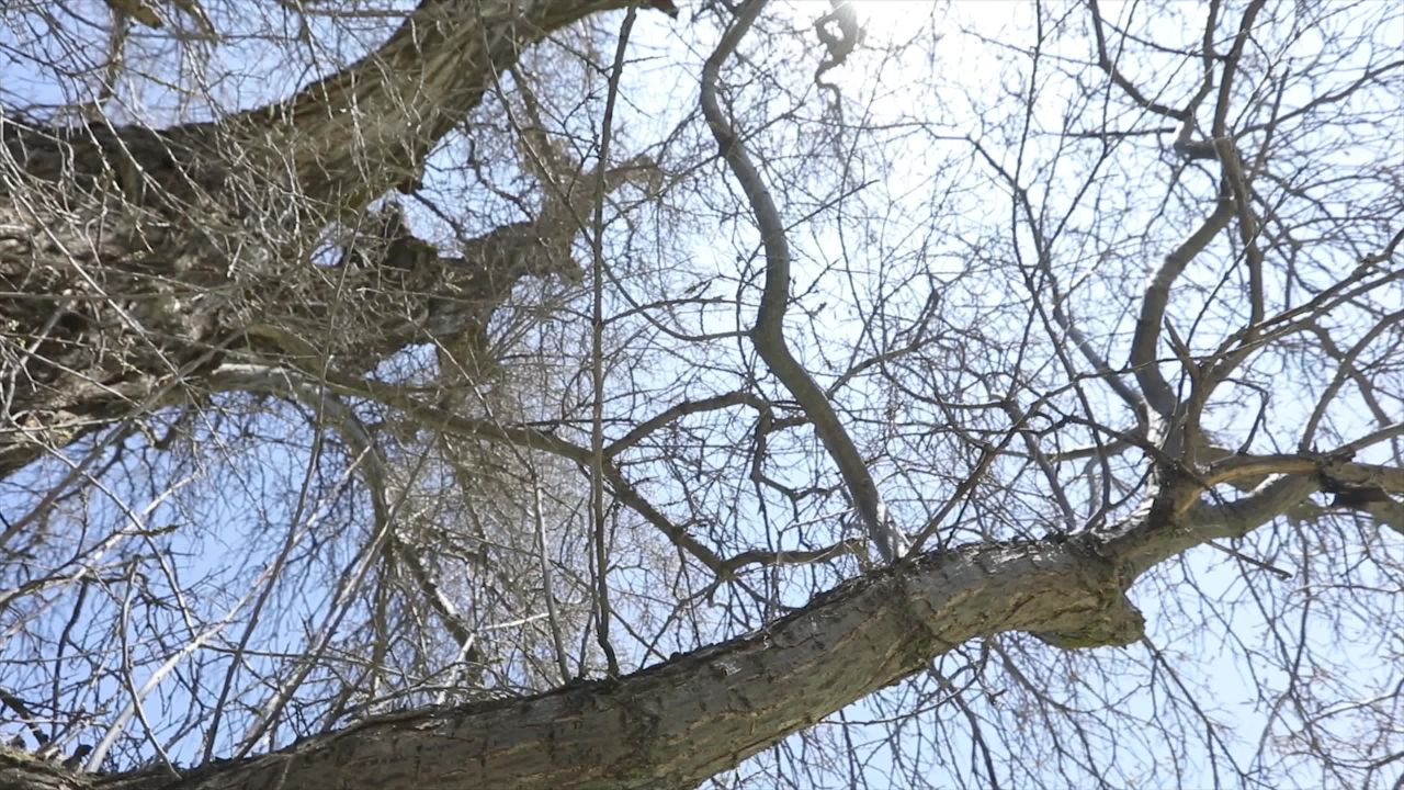 千年古沙棘林